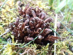 Mannagettaea hummelii