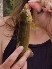 Catostomus occidentalis