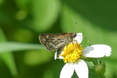 Taractrocera maevius