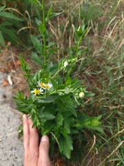 Erigeron annuus
