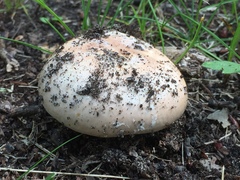 Amanita calyptratoides