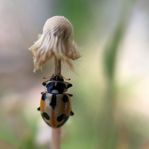 Parenthesis Lady Beetle photographed in Nebraska