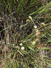 Erigeron lonchophyllus