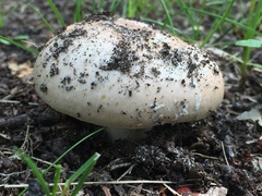 Amanita calyptratoides