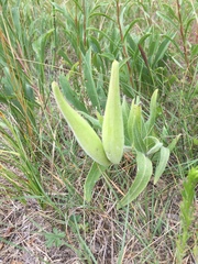Asclepias lanuginosa