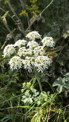 Heracleum sphondylium