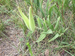 Asclepias lanuginosa
