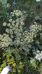 Heracleum sphondylium