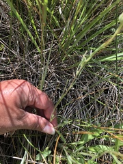 Erigeron lonchophyllus
