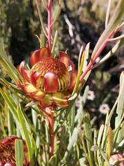 Protea acuminata