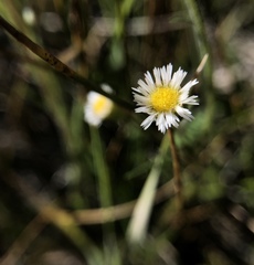 Erigeron lonchophyllus