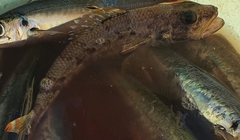 Aulopus filamentosus