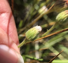 Erigeron lonchophyllus