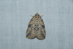 Giaura multipunctata