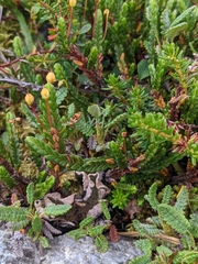 Cassiope tetragona