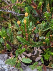 Cassiope tetragona