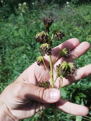 Ligularia glauca