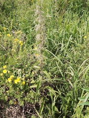 Urtica sondenii