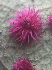 Atrusca trimaculosa