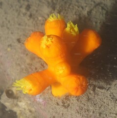 Dendrophyllia arbuscula