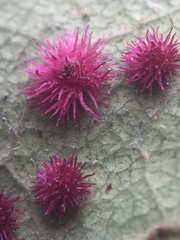 Atrusca trimaculosa