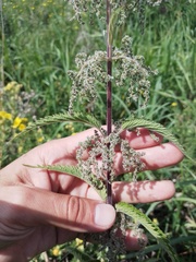 Urtica sondenii
