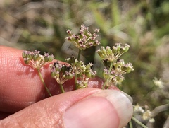 Perideridia lemmonii