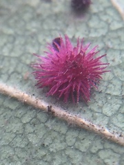 Atrusca trimaculosa