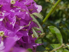 Sphodromantis viridis