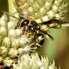 Euodynerus castigatus