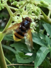 Volucella zonaria
