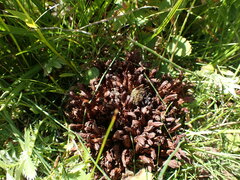 Mannagettaea hummelii