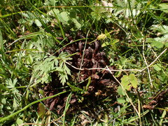 Mannagettaea hummelii