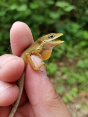 Anolis krugi