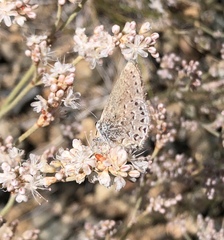 Satyrium behrii