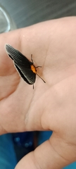 Hades noctula