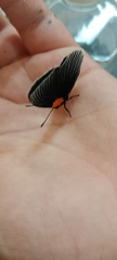 Hades noctula