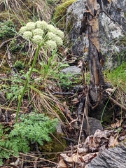 Cnidium cnidiifolium