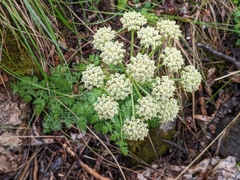 Cnidium cnidiifolium