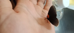 Hades noctula