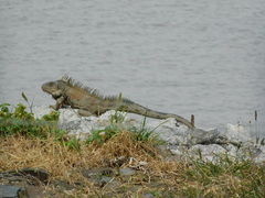 Iguana iguana