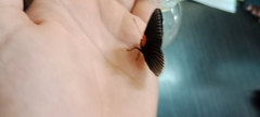 Hades noctula
