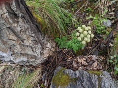 Cnidium cnidiifolium