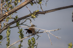 Ochetorhynchus melanurus