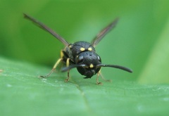Stenodynerus xanthomelas