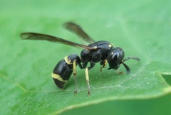 Stenodynerus xanthomelas