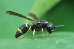 Stenodynerus xanthomelas