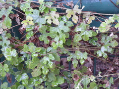 Vitis ficifolia
