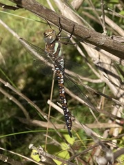Aeshna mixta