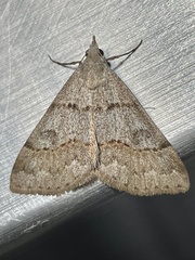 Hemeroplanis historialis